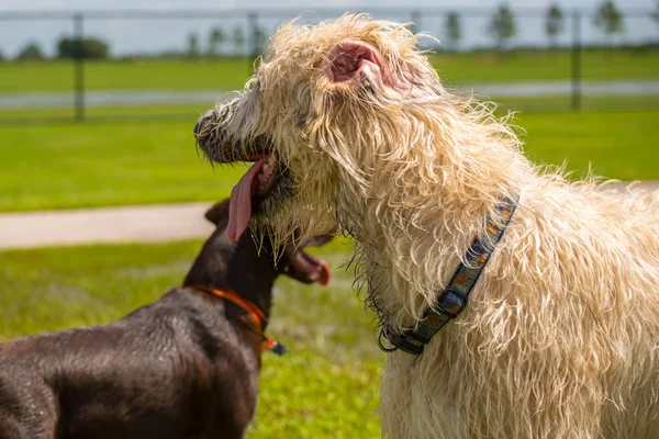 Perros jugando en un parque húmedo — Foto de Stock