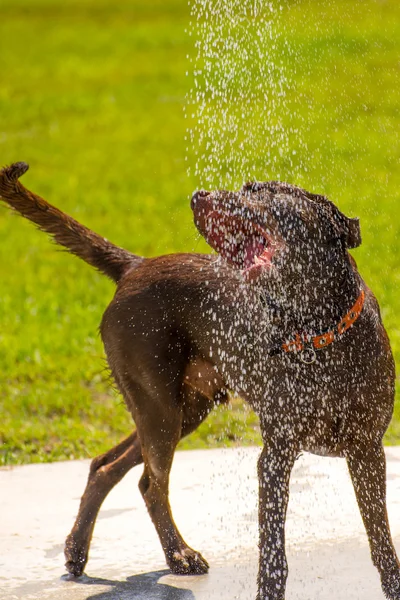 Chiens jouant dans un parc humide — Photo