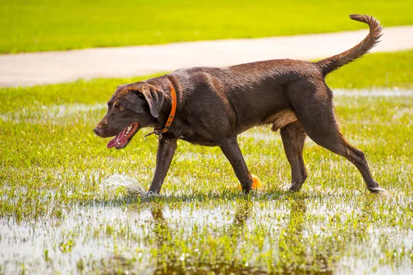 Psi v mokrém parku — Stock fotografie