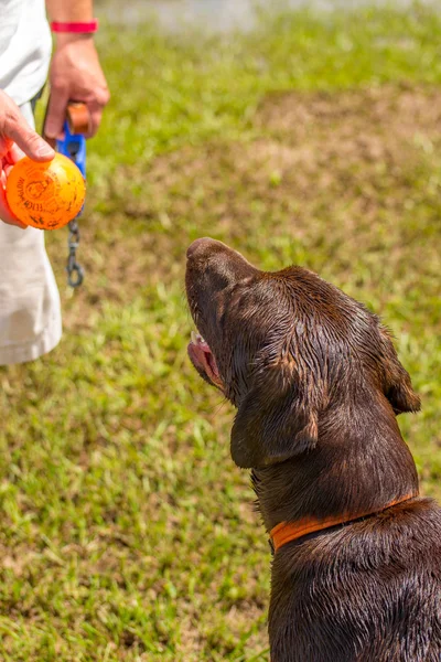 Perros jugando en un parque húmedo — Foto de Stock