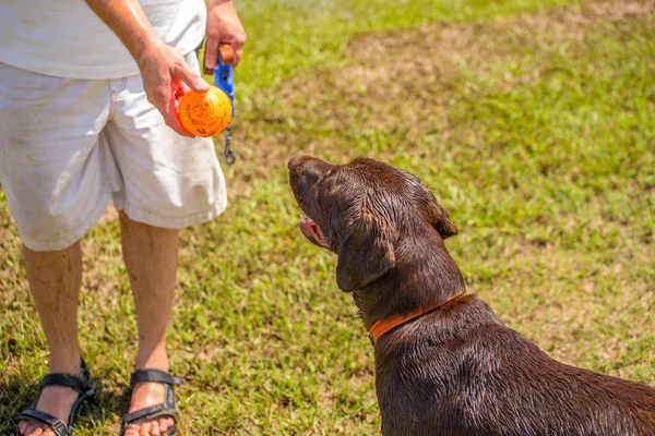 Perros jugando en un parque húmedo — Foto de Stock