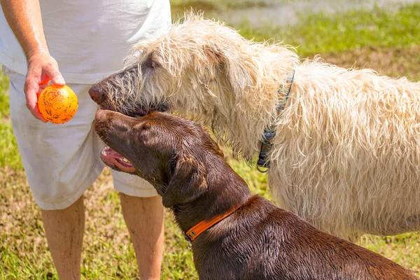 Perros jugando en un parque húmedo — Foto de Stock