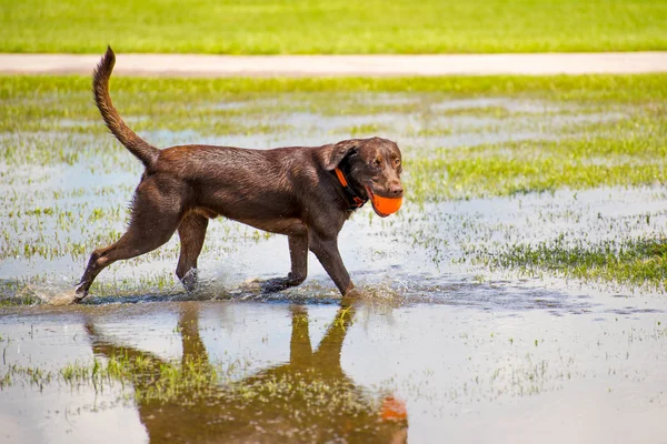 Собаки играют во влажном парке — стоковое фото