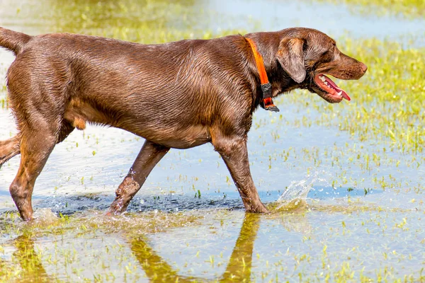 Hunde spielen in einem feuchten Park — Stockfoto