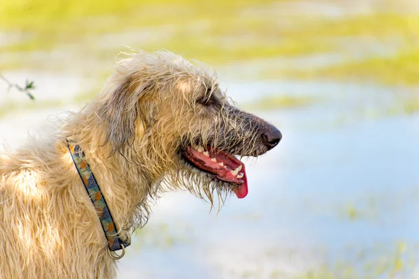 Cães brincando em um parque molhado — Fotografia de Stock