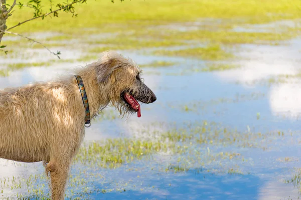 Hunde spielen in einem feuchten Park — Stockfoto