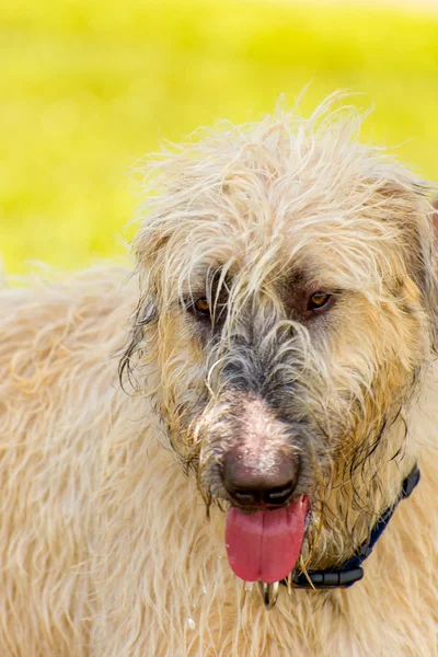 Psy w parku mokre — Zdjęcie stockowe