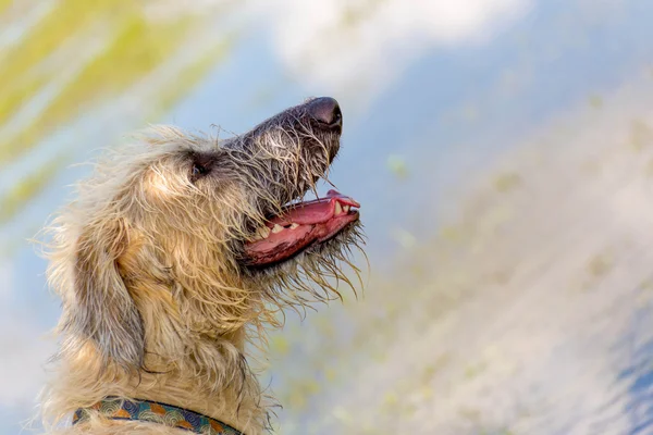 Hunde spielen in einem feuchten Park — Stockfoto