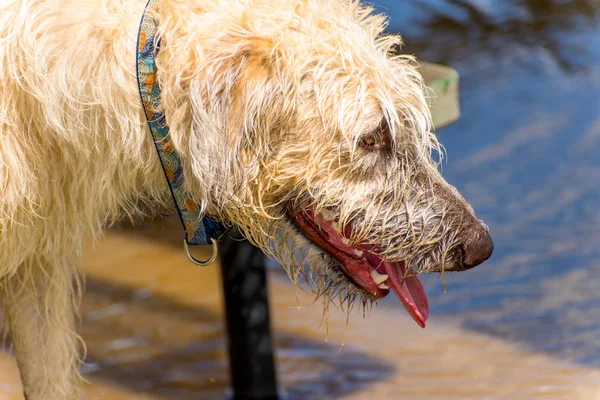 Honden spelen in een natte park — Stockfoto