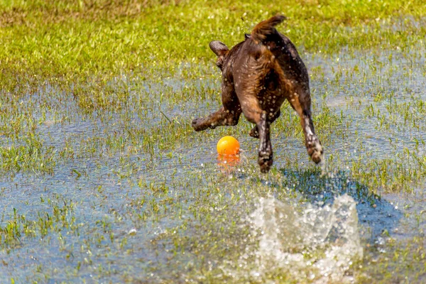 Islak bir parkta oynayan köpekler — Stok fotoğraf
