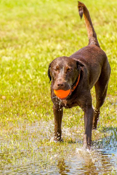 Dogs playing in a wet park — Stock Photo, Image