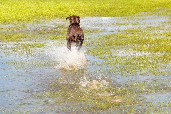 Hunde spielen in einem feuchten Park — Stockfoto