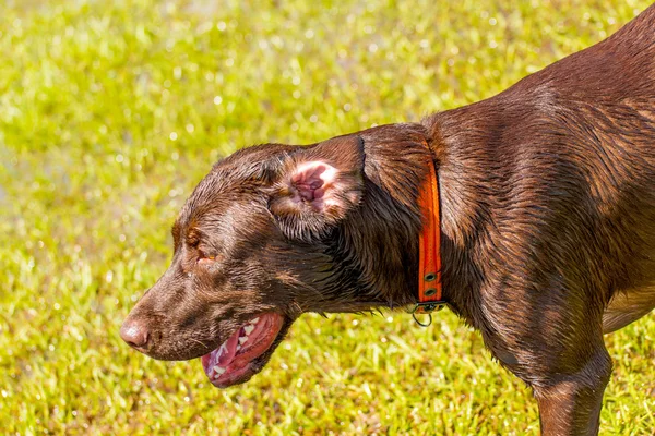 Perros jugando en un parque húmedo — Foto de Stock