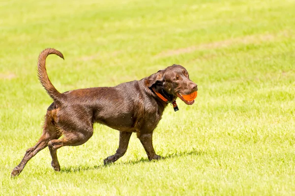 Psy w parku mokre — Zdjęcie stockowe