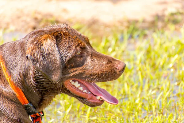 Hunde spielen in einem feuchten Park — Stockfoto