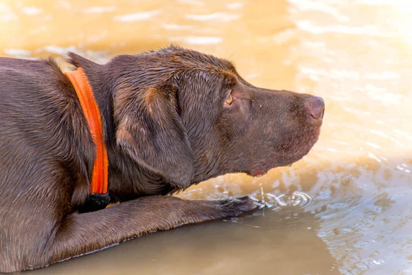 Hunde spielen in einem feuchten Park — Stockfoto