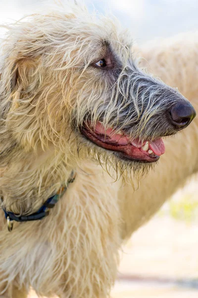 Dogs playing in a wet park — Stock Photo, Image