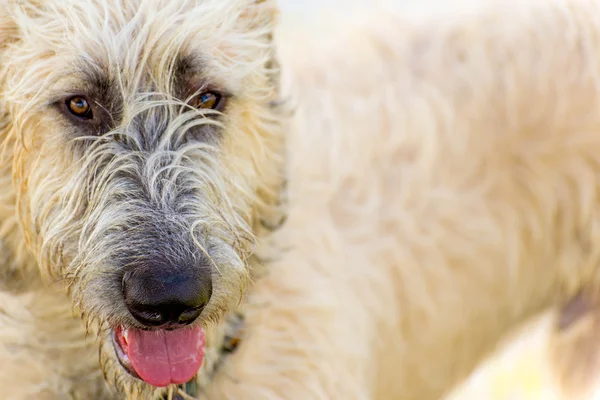 Hunde spielen in einem feuchten Park — Stockfoto