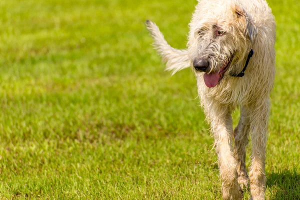 Hunde spielen in einem feuchten Park — Stockfoto