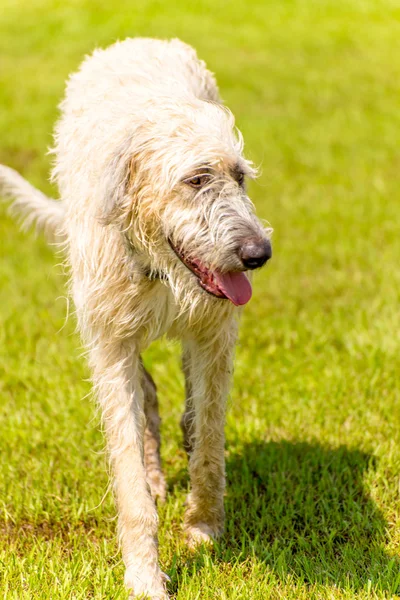 Dogs playing in a wet park — Stock Photo, Image