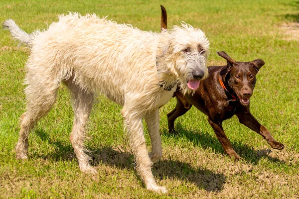 Dogs playing in a wet park — Stock Photo, Image