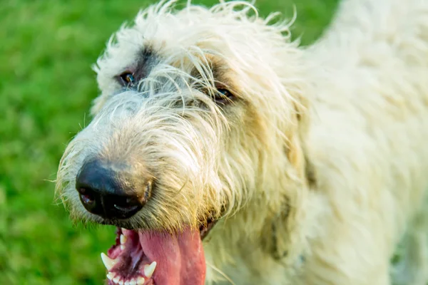 Wheaton Irish Wolfhound — Stock Photo, Image