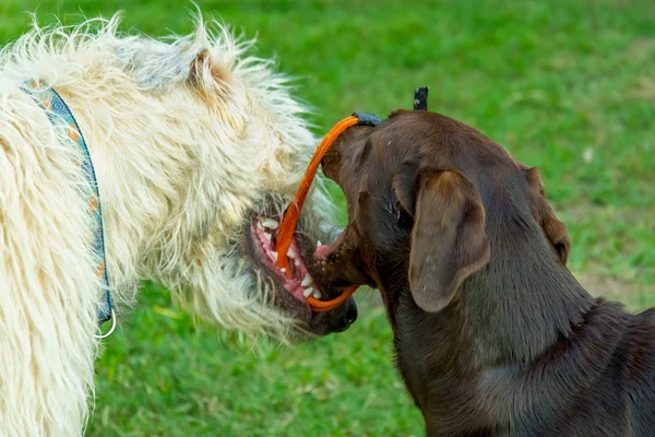 Laboratorio de chocolate y perros Wolfhound irlandeses jugando — Foto de Stock