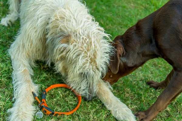 Chocolate lab and Irish Wolfhound dogs playing — Stock Photo, Image