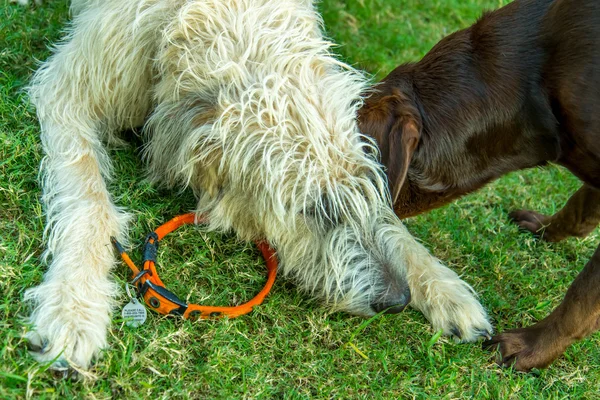 Chocolate lab and Irish Wolfhound dogs playing — Stock Photo, Image