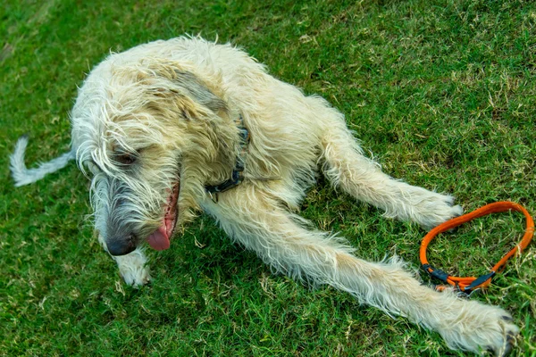 Weizenirischer Wolfshund — Stockfoto