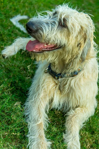 Wheaton Irish Wolfhound — Stock Photo, Image