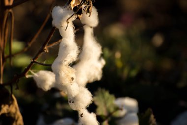 Doğal pamuk koza hasadı için hazır
