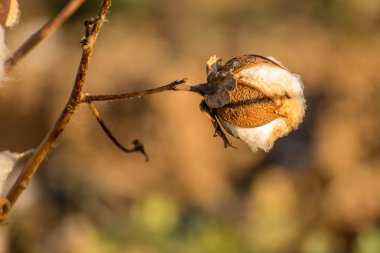 Doğal pamuk koza hasadı için hazır
