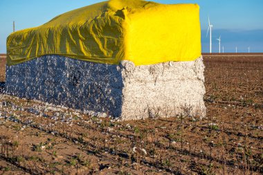 Doğal pamuk koza hasadı için hazır