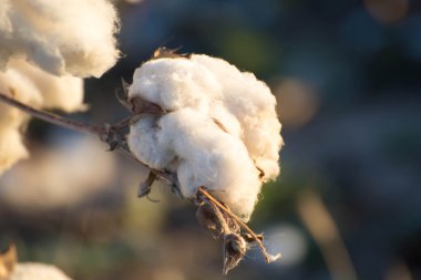 natural cotton bolls ready for harvesting clipart