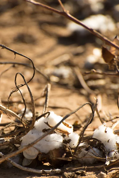 Natural cotton bolls ready for harvesting — Stock Photo, Image