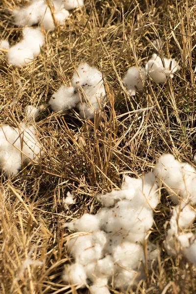 Natural cotton bolls ready for harvesting — Stock Photo, Image