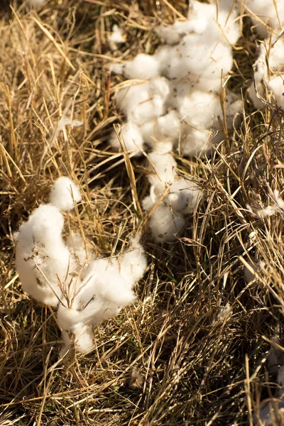 Natural cotton bolls ready for harvesting — Stock Photo, Image