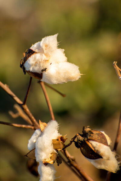 natural cotton bolls ready for harvesting
