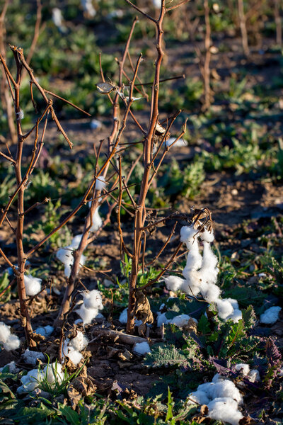 natural cotton bolls ready for harvesting