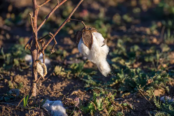 Natuurlijke katoen kapsels klaar voor oogst — Stockfoto