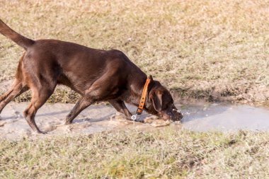 Köpek parkında oynayan çikolata laboratuvar