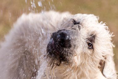 köpek parkında oynarken İrlandalı wolfhound