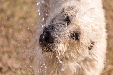 köpek parkında oynarken İrlandalı wolfhound