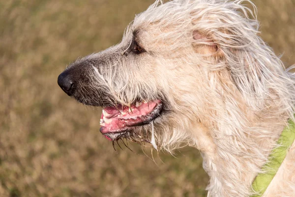 Irischer Wolfshund spielt im Hundepark — Stockfoto