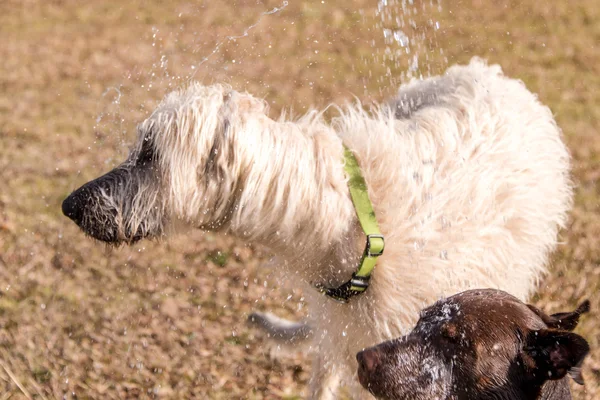 Wolfhound irlandese che gioca al parco dei cani — Foto Stock