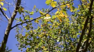 Ağaç rüzgarda yaprak