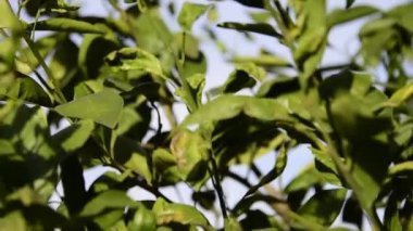 Ağaç rüzgarda yaprak