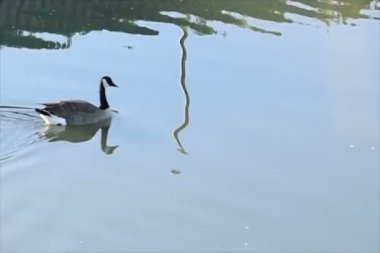 İki kaz ekran soldan sağa doğru kürek çekmeye