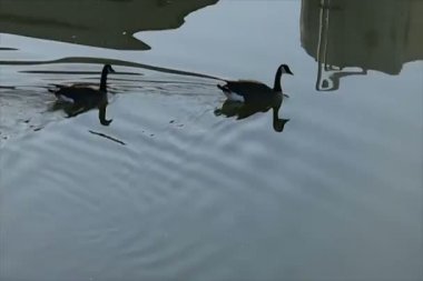 İki kaz ekran soldan sağa doğru kürek çekmeye